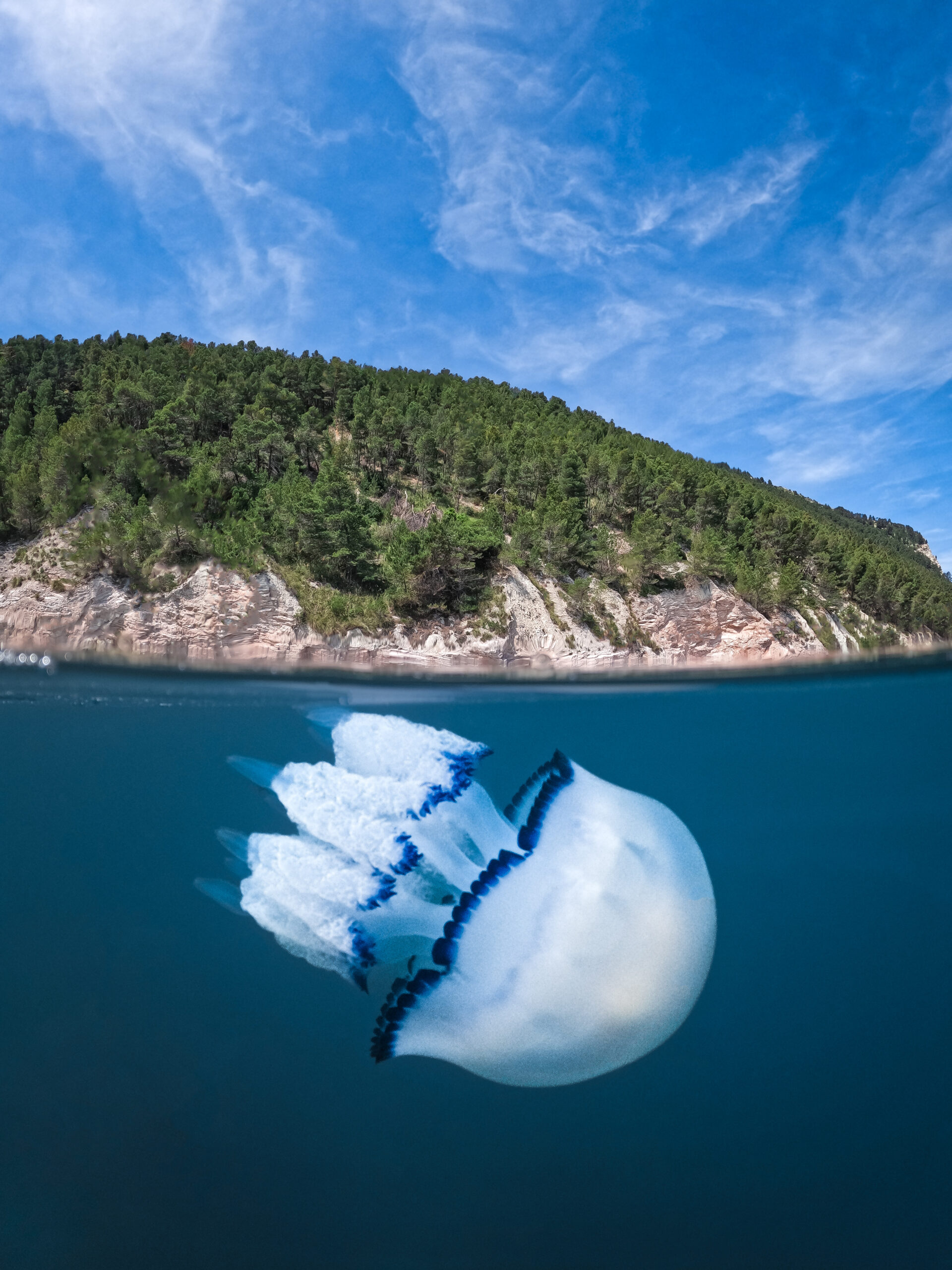 Splendors of the Sea Reward Nature: The Photography Contest Podium