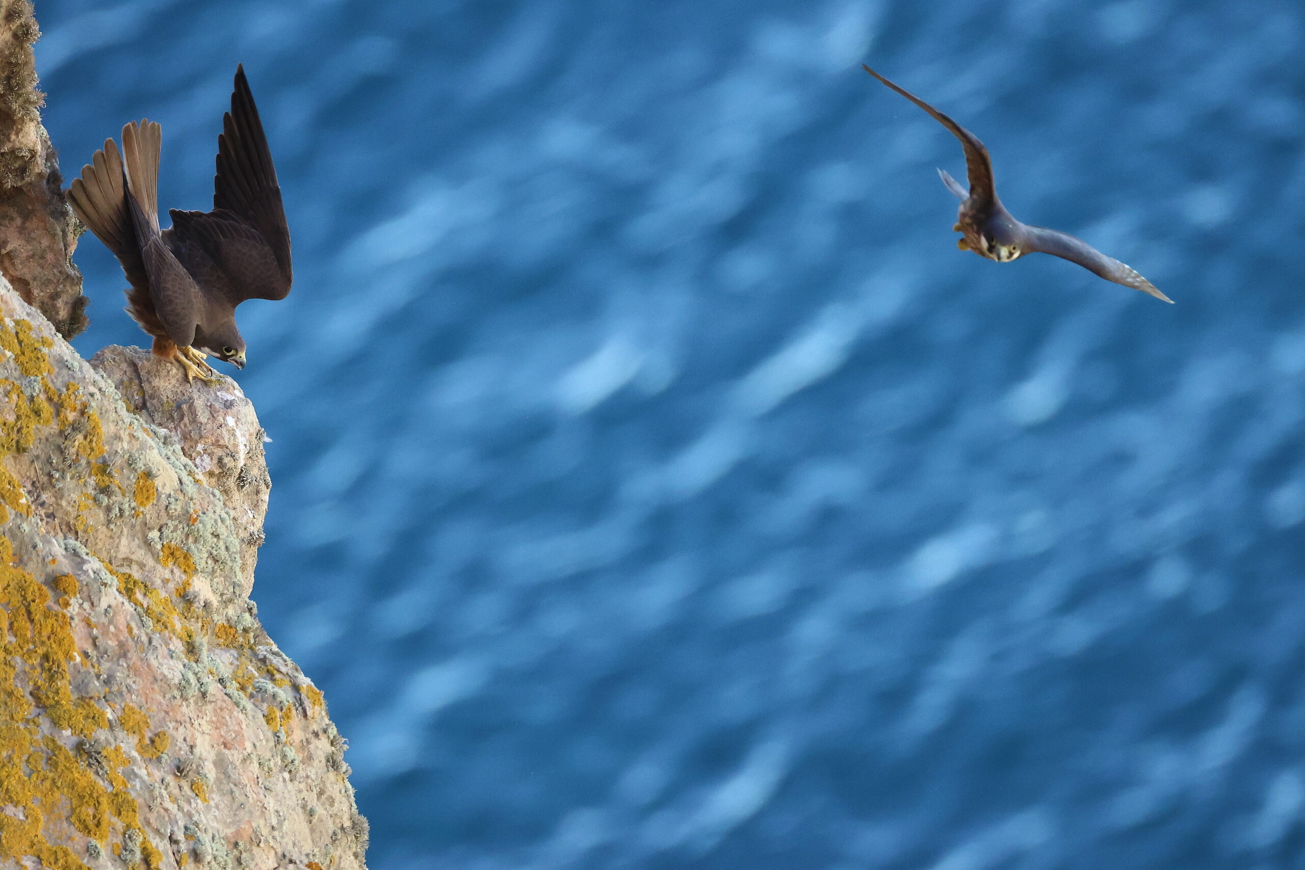Scatti di Biodiversità – Natura 2000 tra Mare e Coste
