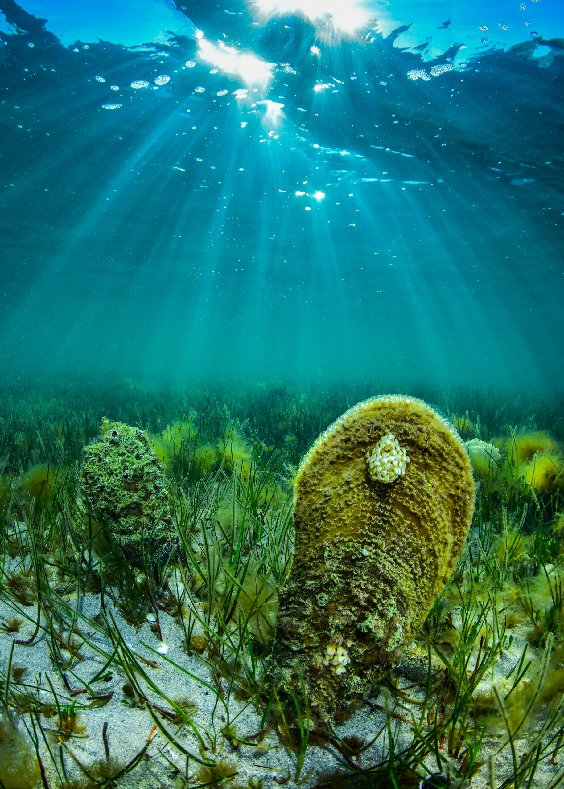 Regolamento UE per Ripristino della Natura e Crediti biodiversità, prospettive per i siti marini NATURA2000